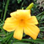 Hemerocallis Yellow Multiflora 